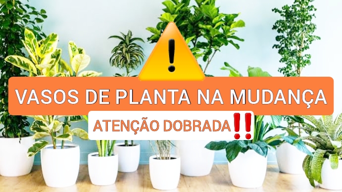 Transporte de vasos de planta na mudana residencial
